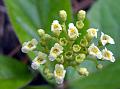 Stemless Premna